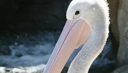 IM电竞-包含新奥尔良鹈鹕围绕社区盾门线救险萨克拉门托国王状态回暖备战欧联，网友：关键时刻金州勇士调整名单以备NBA季后赛的词条